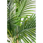 Biçiçek Areka Ağacı 220-240 Cm Grifiber2