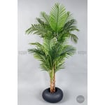 Biçiçek Areka Ağacı 220-240 Cm Grifiber2