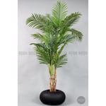 Biçiçek Areka Ağacı 220-240 Cm Siyahfiber2