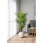 Biçiçek Areka Ağaci 24 Yaprakli 130 Cm Küre Saksida Beyaz