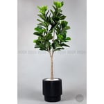 Biçiçek Keman Yapraklı Kauçuk Bitkisi Fiddle Lyrata Gala Saksı 175-200 Cm Siyah