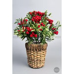 Biçiçek Koki̇na Bi̇tki̇si̇ 40 Cm Hasir Saksida Bol Meyveli̇ Yilbaşi Bi̇tki̇si̇