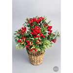 Biçiçek Koki̇na Bi̇tki̇si̇ 40 Cm Hasir Saksida Bol Meyveli̇ Yilbaşi Bi̇tki̇si̇
