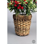 Biçiçek Koki̇na Bi̇tki̇si̇ 40 Cm Hasir Saksida Bol Meyveli̇ Yilbaşi Bi̇tki̇si̇