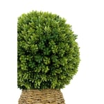 Biçiçek Luxury Şimşir Ağacı 110cm Hasır Saksıda Bohem4