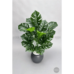 Biçiçek Monstera Bitkisi 65 Cm Küre Saksıda