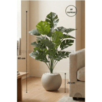 Biçiçek Monstera Bitkisi 65 Cm Küre Saksıda