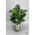 Biçiçek Monstera Bitkisi 65 Cm Küre Saksıda