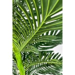 Biçiçek Yapay Areka Ağacı 160-180 Cm Kremdüz170cm