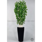 Biçiçek Yapay Bambu Ve Benjamin 6 Dallı Yoğun Yapraklı 220 Cm Siyahbenjami̇n