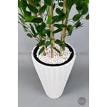 Biçiçek Yapay Bambu Ve Benjamin 6 Dallı Yoğun Yapraklı 220 Cm Beyazbenjami̇n