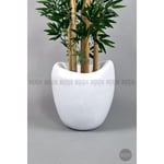 Biçiçek Zen Bambu Ağacı 220-240 Cm Fiber Saksıda Beyazfiber2