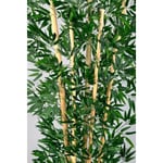 Biçiçek Zen Bambu Ağacı 220-240 Cm Fiber Saksıda Grifiber1