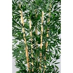 Biçiçek Zen Bambu Ağacı 220-240 Cm Fiber Saksıda Grifiber2