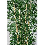 Biçiçek Zen Bambu Ağacı 220-240 Cm Fiber Saksıda Siyahfiber1