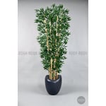 Biçiçek Zen Bambu Ağacı 220-240 Cm Fiber Saksıda Grifiber2