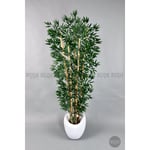 Biçiçek Zen Bambu Ağacı 220-240 Cm Fiber Saksıda Beyazfiber2