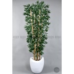 Biçiçek Zen Bambu Ağacı 220-240 Cm Fiber Saksıda Beyazfiber2