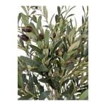 Biçiçek Zeytin Ağacı 100 Cm Hasır Bohem2 Saksıda