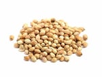 Botaniksan Kişniş 80gr