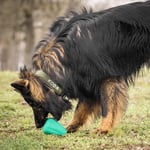 Chew King Premium Treat Köpek Oyuncağı, XL, Son Derece Dayanıklı, Doğal Kauçuk Oyuncak, 2'li Paket - Seçenekler: X-Large - 2 paket, X-Large Pastırma Aromalı - 1 Paket...