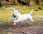 Chuckit! Crunch Ball Köpek Oyuncağı, Orta (4'li Paket) - Seçenekler: Top, Tug, Medium (Pack of 2), Medium (Pack of 2) (2 paketi)...