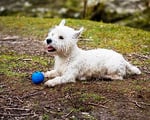 Chuckit! Crunch Ball Köpek Oyuncağı, Orta (2'li Paket) - Seçenekler: Top, Tug, Medium (Pack of 2), Medium (Pack of 2) (2 paketi)...