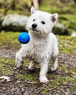 Chuckit! Crunch Ball Köpek Oyuncağı, Orta (4'li Paket) - Seçenekler: Top, Tug, Medium (Pack of 2), Medium (Pack of 2) (2 paketi)...