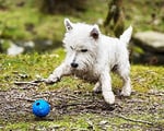 Chuckit! Crunch Ball Köpek Oyuncağı, Orta (2'li Paket) - Seçenekler: Top, Tug, Medium (Pack of 2), Medium (Pack of 2) (2 paketi)...