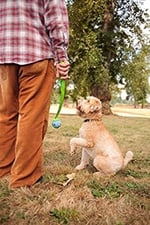 Chuckit Gen 1 Köpek Top Seti, Orta Boy 6.4 cm Çap, Yüksek Sıçrama-Yüzen-Sağlam Top, 3'lü Paket