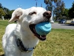 Chuckit Gen 1 Köpek Top Seti, Orta Boy 6.4 cm Çap, Yüksek Sıçrama-Yüzen-Sağlam Top, 3'lü Paket