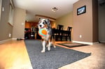 Chuckit! Indoor Ball Eve Özel Yumuşak Oyun Topu - Köpekler İçin İç Mekan Getirme Topu