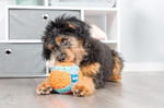 Chuckit! Indoor Ball Eve Özel Yumuşak Oyun Topu - Köpekler İçin İç Mekan Getirme Topu