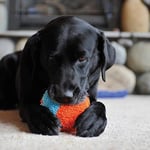 Chuckit! Indoor Shaker Eve Özel Yumuşak Köpek Oyuncağı - Seçenekler: 1 Pack, 1Pack, 1 Stück (1er Pack)...