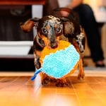 Chuckit! Indoor Shaker Eve Özel Yumuşak Köpek Oyuncağı - Seçenekler: 1 Pack, 1Pack, 1 Stück (1er Pack)...