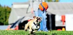 Chuckit! Kick Fetch Köpek Oyun Topu (Küçük Boy) - Bedenler: S, Small