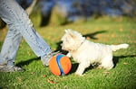 Chuckit! Kick Fetch Köpek Oyun Topu (Küçük Boy) - Bedenler: S, Small