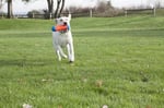 Chuckit! Tumble Bumper Suda Batmayan Köpek Oyuncağı (Büyük Boy)