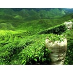 Cilia® Çay Filtresi Tutacağı