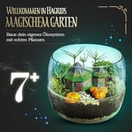 Clementoni 19248 Çocuklar İçin Harry Potter Teraryum, Çok Renkli