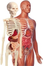 Clementoni - 64297 - İlk Keşiflerim - İnsan Anatomisi