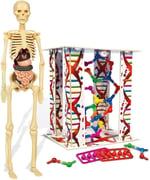 Clementoni - 64297 - İlk Keşiflerim - İnsan Anatomisi