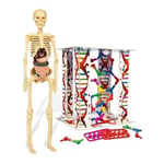 Clementoni - 64297 - İlk Keşiflerim - İnsan Anatomisi