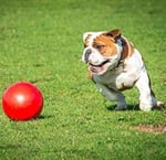 Company of Animals Boomer Köpek için Sert Oyun Topu 15cm - Seçenekler: 6 İnç, 10 inch, 8 inç