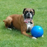 Company of Animals Boomer Köpek için Sert Oyun Topu 15cm - Seçenekler: 6 İnç, 10 inch, 8 inç