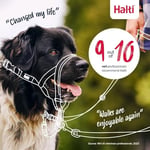 Company of Animals Halti Baş Tasması - Dolgulu Burun Bandı, Ayarlanabilir ve Yansıtıcı, Küçük Köpekler İçin Profesyonel Çekme Önleyici Eğitim Yardımcısı (Boyut - Seçenekler: 0 (2 paketi), 1 (2 paketi)