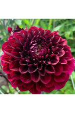 Dashing Look 10 Adet Bordo Renkli Kirli Hanım Çiçeği Tohumu Kokulu TH-thmcmthm502