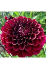 Dashing Look 10 Adet Bordo Renkli Kirli Hanım Çiçeği Tohumu Kokulu TH-thmcmthm502