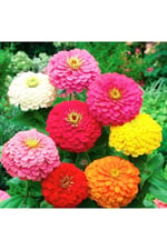 Dashing Look 10 Adet Karışık Renkli Zinnia Çiçek Tohumu TH-thmcmthm507