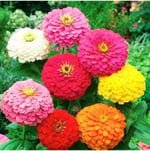Dashing Look 10 Adet Karışık Renkli Zinnia Çiçek Tohumu TH-thmcmthm507
